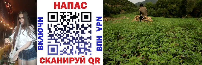 Бошки марихуана Bruce Banner Сунжа